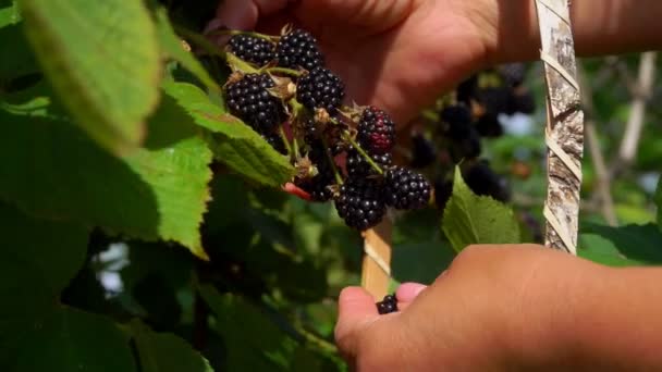 Blackberry harvest in the garden on a sunny day — Stock Video