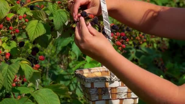 Female hand plucking ripe blackberry in a basket — Stock Video