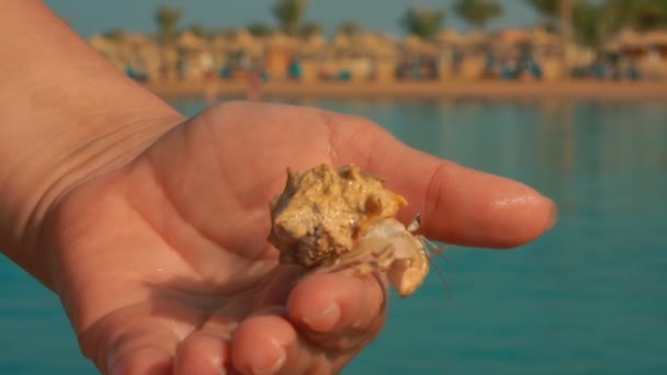 Caranguejo eremita rasteja de mão em mão — Vídeo de Stock