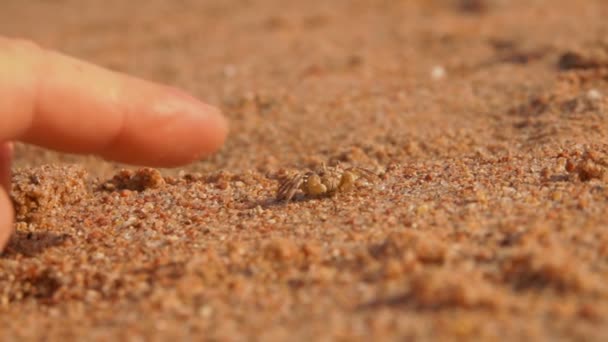 Краб бежит от пальца по мокрой поверхности песка — стоковое видео