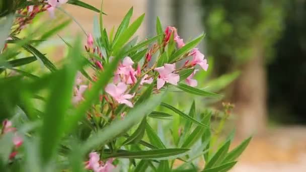 La mano sale de la ventana del coche y captura flores — Vídeos de Stock