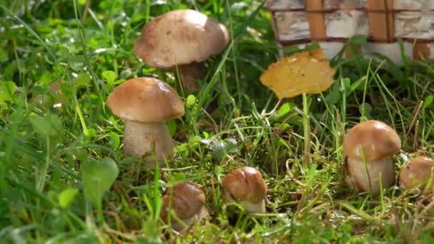 Сбор вкусных съедобных грибов в корзине — стоковое видео