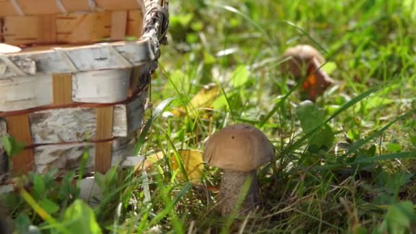 Femme coupe un champignon comestible frais avec un couteau — Video