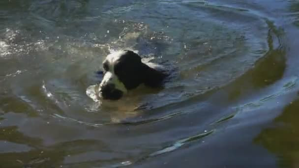 Giovane nero inglese cocker spaniel nuota in un lago — Video Stock