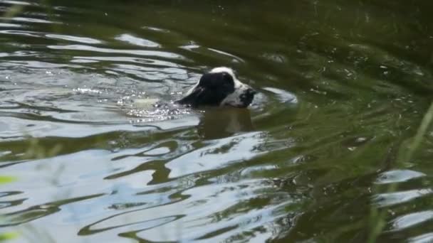 Noir et blanc cockerspaniel anglais nager dans l'étang 