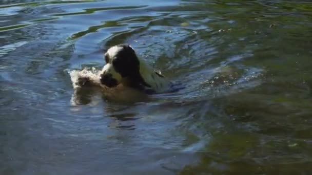 Anglais Cocker Spaniel attrape une bouche de pulvérisation 