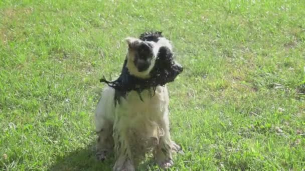 Natte Cocker Spaniel schudt water uit de vacht — Stockvideo