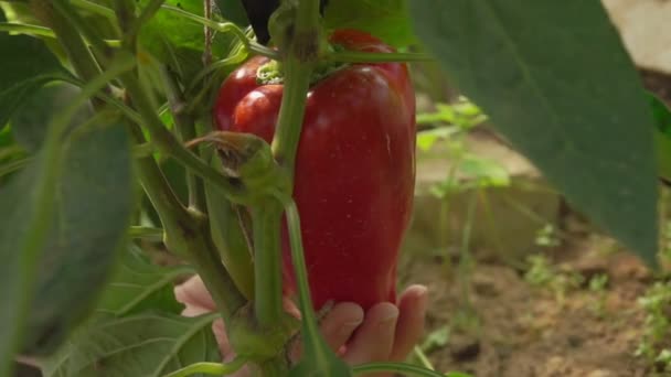 Θηλυκό χέρι διαλέγει ώριμο κόκκινο πιπέρι από ένα θάμνο — Αρχείο Βίντεο