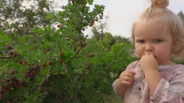 Malá roztomilá dívka chutná angrešt z keře — Stock video