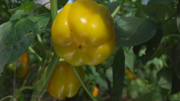 Female hand picks ripe yellow pepper from a bush — Stock Video