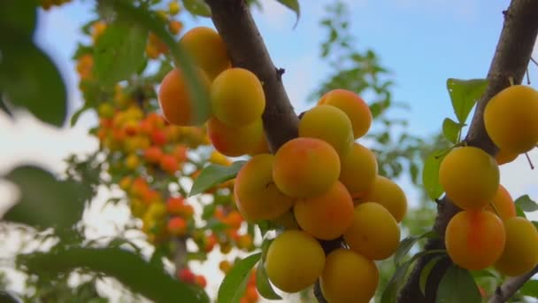 Руки підбирають стиглі абрикоси з гілок дерева — стокове відео