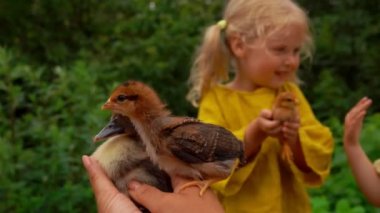 Kız ördek yavrusu ve tavuk arasındaki kavga izliyor