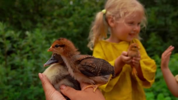 Mädchen beobachtet Kampf zwischen Entlein und Huhn — Stockvideo