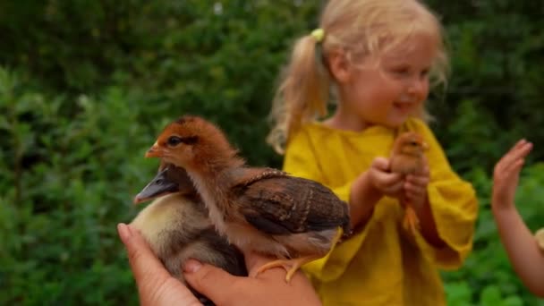 Meisje kijkt vechten tussen eendje en kip — Stockvideo