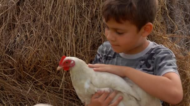 Boer donkerharige jongen is strelen een kip — Stockvideo