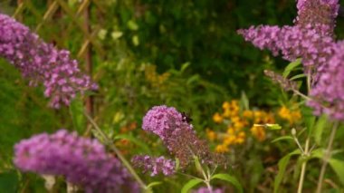 Kelebekler pembe bir Buddleja çiçek üzerinde sinek
