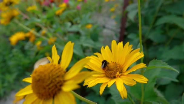 Bumblebee verzamelen stuifmeel van de gele bloemen — Stockvideo