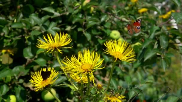 Borboleta sentar-se nas flores amarelas de elecampane — Vídeo de Stock