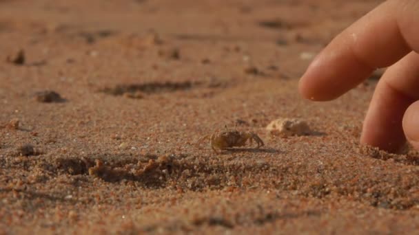 砂に沿って走っているカニに到達しようとする指 — ストック動画