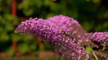 Tavus kuşu kelebeği pembe bir Buddleja çiçeğinin üzerinde oturuyor
