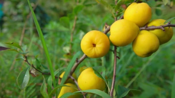 Panorama de frutos maduros de membrillo amarillo sobre un arbusto — Vídeo de stock