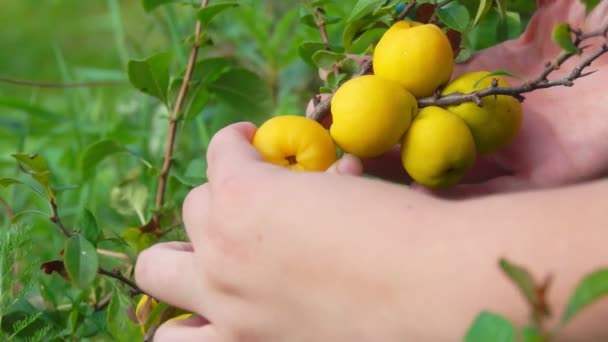 Manos recogiendo frutas amarillas de membrillo de un arbusto — Vídeos de Stock