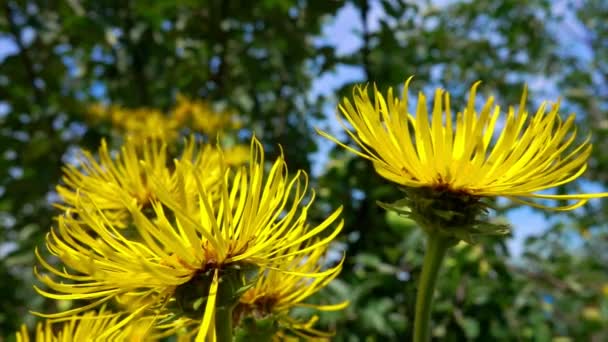 Vinden flagrer kronbladene af gul elecampan – Stock-video