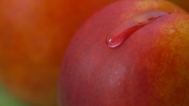 Närbild av en droppe vatten som rinner över persika — Stockvideo