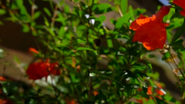 Flores de granada están creciendo en la rama de un árbol de granada — Vídeos de Stock