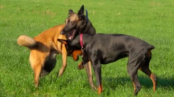 Happy Doberman és Belga Shepherd Malinois játszanak a zöld mezőn — Stock videók
