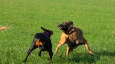 Doberman ve Belçikalı Çoban Malinois koşuyor ve yeşil alanda oynuyorlar.