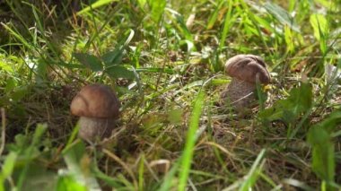 Sepet çimenlerde yetişen güzel taze mantarın yanına konur.