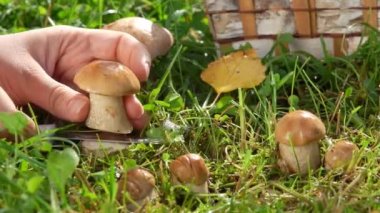 Yaz günü çimlerden taze mantar toplayan bir elin yakınına.