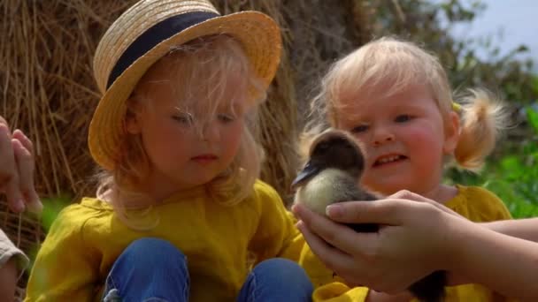 Милые маленькие блондинки смотрят на маленького утёнка — стоковое видео