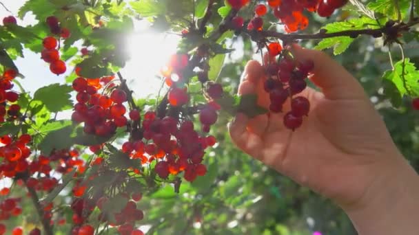 Weibliche Hand pflückt rote Johannisbeeren vom grünen Strauch — Stockvideo