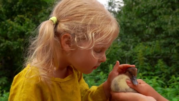 귀여운 금발 소녀가 작은 오리를 쓰다듬고 있다 — 비디오
