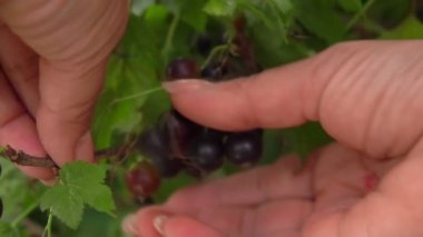 Yeşil çalılıktan siyah frenk üzümü toplayan kadınların yakın çekimi.