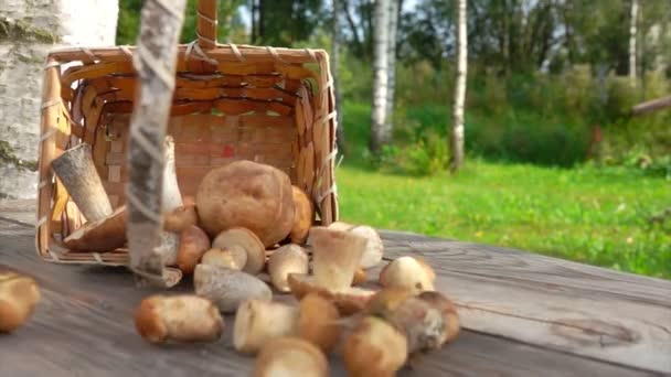 Björkkorg full av nyplockad svamp faller ner på ett träbord — Stockvideo