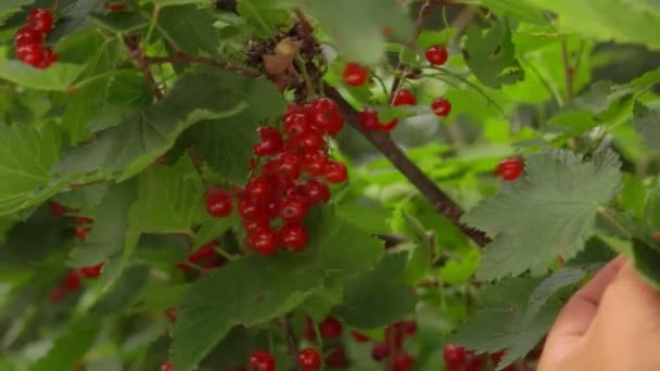 Primer plano de las manos femeninas recogiendo grosellas rojas del arbusto verde — Vídeos de Stock