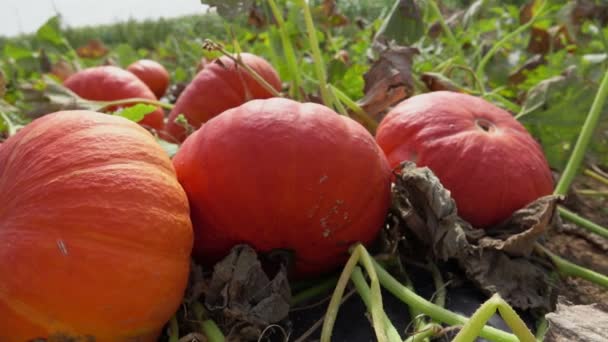 Панорама спелых больших оранжевых тыкв растет на поле — стоковое видео