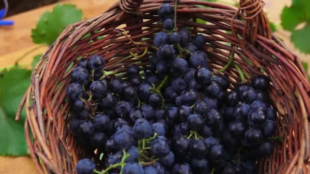 Sötét lila szőlő hullik a kosárba — Stock videók
