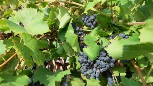 Panorama de las uvas moradas oscuras en el viñedo — Vídeos de Stock