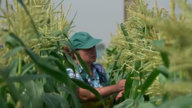 Çiftçi mısır tarlasında yürüyor ve mısır saplarını inceliyor. 