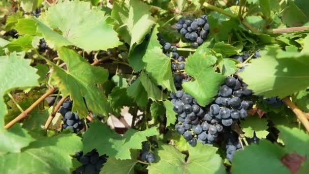 Панорама виноградной лозы с спелым темным виноградом — стоковое видео