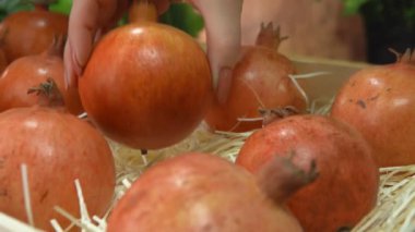 El, talaşların üzerindeki tahta kutunun içine sulu nar koyuyor.