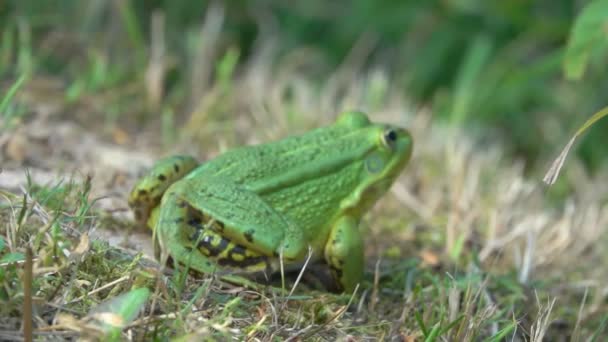 Primo piano della grande rana verde seduta sullo sfondo dello stagno — Video Stock