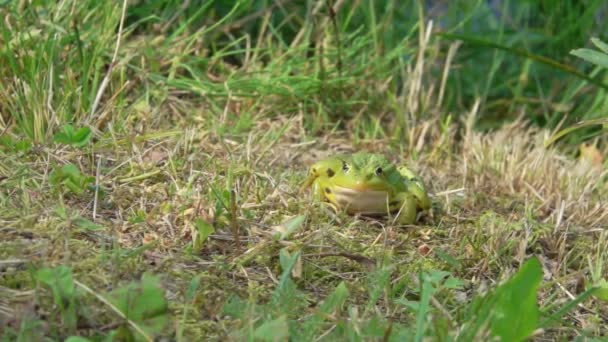 Großer grüner Frosch jagt und springt dem Insekt hinterher — Stockvideo