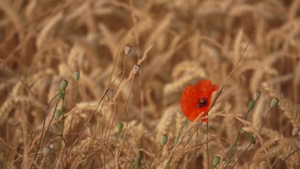 熟した黄金の小麦の耳の後ろに赤いケシの花 — ストック動画