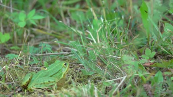 Grande grenouille verte saute après l'insecte