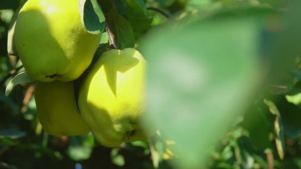 雌性的手从果园的枝子上摘下成熟的多汁梨 — 图库视频影像
